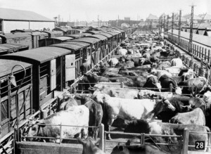 cattle wagon  animals